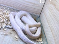 -山东柏宁水族批发广场