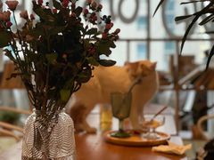 -Cappucimeow猫咪咖啡馆(韦伯时代店)