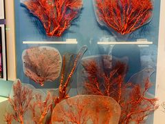 -贝林大翅鲸简餐厅(国家海洋博物馆店)