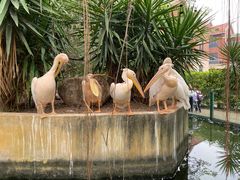 -灵玲国际马戏城