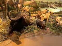 -陕西自然博物馆