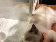-猫小院猫主题餐厅(三里屯店)