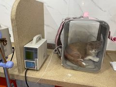 -伟伟宠物医院·CT影像中心·瑞派犬猫综合性门诊(汉口总院)