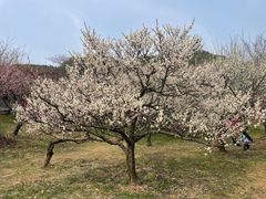-苏州上方山国家森林公园