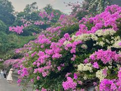 -深圳市中科院仙湖植物园