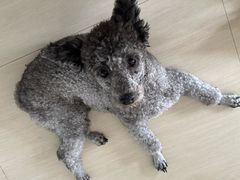 -福懋动物医院·犬猫全科·外科·重症科(杏林分院)
