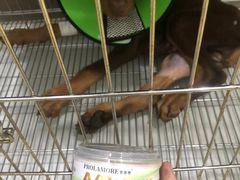 -福懋动物医院·犬猫全科·外科·重症科(杏林分院)