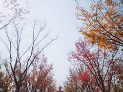 -八大山人梅湖景区