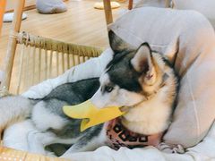 -Husky Go! 哈士奇体验馆·宠物咖啡厅狗咖