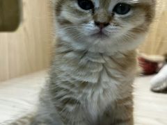 -屋虎猫馆(宝安大仟里店)