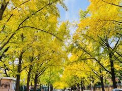 -三里屯东五街银杏大道