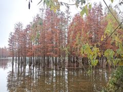 -白鹭湾湿地公园