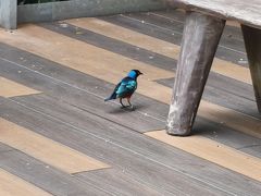 -新加坡飞禽公园