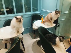-安格丽娜·狗咖·猫咖羊驼咖(春熙路百盛商场店)