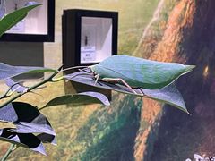 -正佳雨林生态植物园