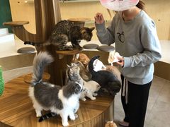 -飞行喵MR PILOT|猫舍·猫咖(静安大融城店)