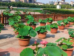 -莲花池公园