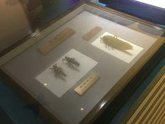 -上海昆虫博物馆