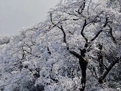 -梵净山旅游区