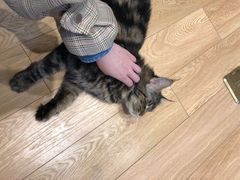-Pets First伊珊娜洗护·精致美容·家庭式寄养(新会路店)