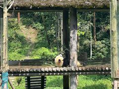 -中国大熊猫保护研究中心雅安碧峰峡基地