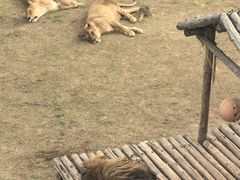 -青藏高原野生动物园