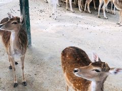 -贵州森林野生动物园