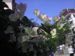 -南丫岛