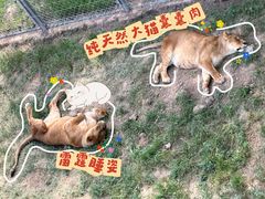 -青藏高原野生动物园