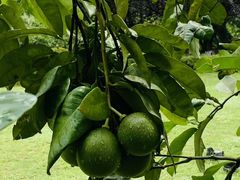 -铁山坪森林公园