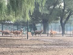 -北京麋鹿生态实验中心