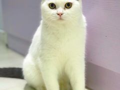 -喵的天空名猫咖啡馆·撸猫·猫舍·用品