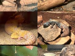 -上海大自然野生昆虫馆(东方明珠·爬宠昆虫探索中心)