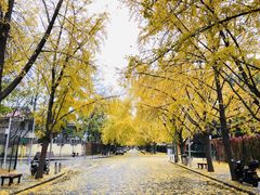 -三里屯东五街银杏大道