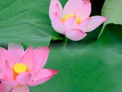 -荷塘月色湿地公园·向阳花洲