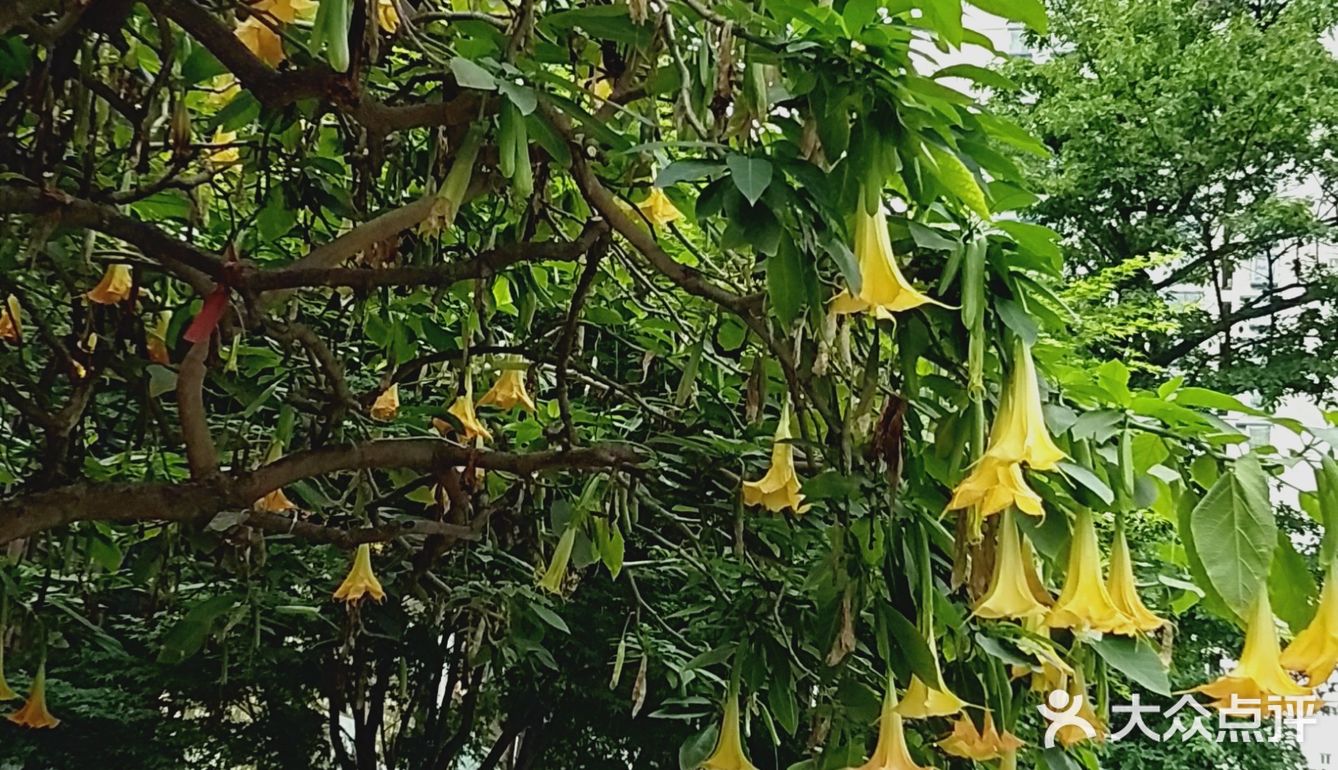 院内呢有曼陀罗，还有憨态可掬的小和尚