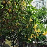 院内呢有曼陀罗，还有憨态可掬的小和尚