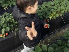 -喜杨洋草莓采摘园