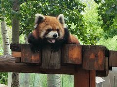 -北京野生动物园