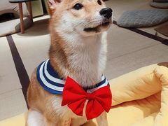 -逗柴咖啡屋·狗咖猫咖宠物桌游