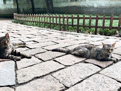 -西园戒幢律寺