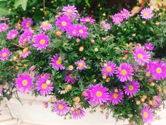 -紫荆广场·花漫里