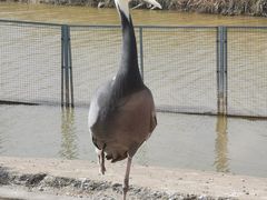 -盐城丹顶鹤湿地生态旅游区