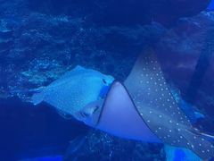 -成都浩海立方海洋公园