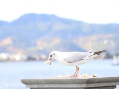 -海埂大坝