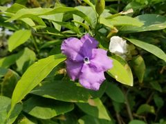 -国家植物园南园