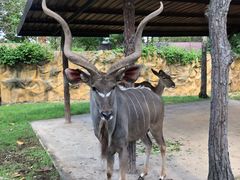 -清迈夜间动物园