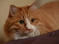 -西塔大冷面(市府大路店)