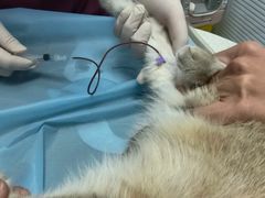 -纳吉亚猫专科动物诊疗中心(蒋宅口分院)