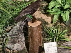 -中山市树木园